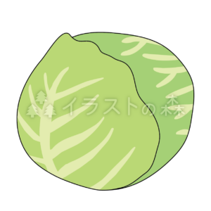 キャベツのイラスト