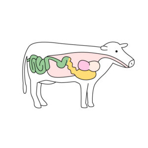 牛の胃の無料カラーイラスト
