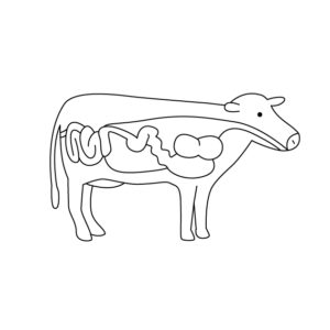 牛の胃の無料カラーイラスト