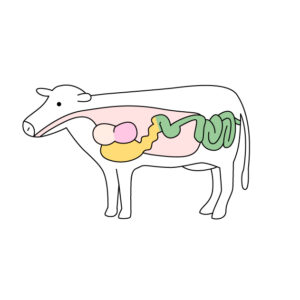 牛の胃の無料カラーイラスト
