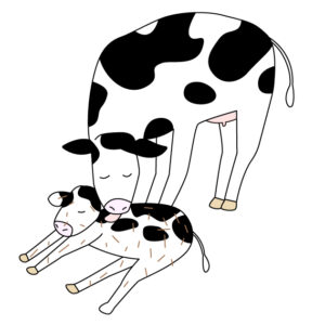 生まれたばかりの子牛を舐める母牛の無料モノクロイラストの無料カラーイラスト