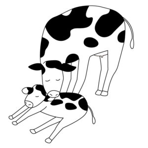 生まれたばかりの子牛を舐める母牛の無料モノクロイラストの無料モノクロイラスト