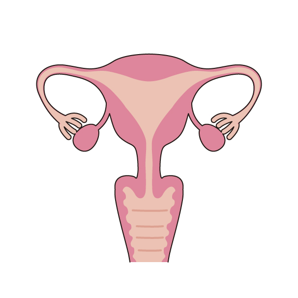 子宮の無料カラーイラスト