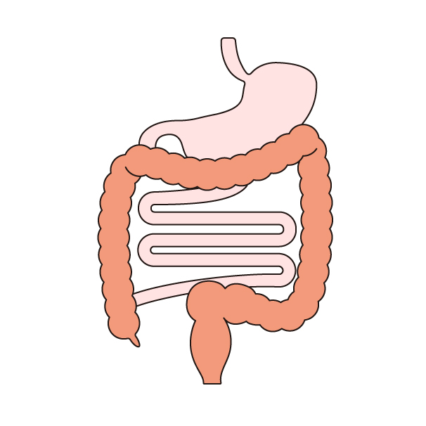 消化器系の無料カラーイラスト