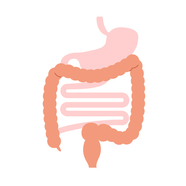 消化器系の無料線なしイラスト