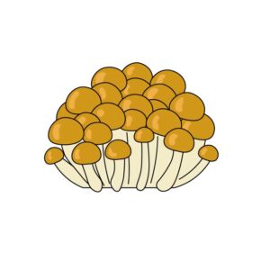 なめこ