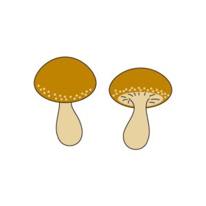 椎茸